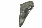 Partial Fossil Megalodon Tooth - South Carolina #370026-1